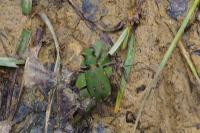 Cicindela campestris