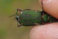 Cicindela campestris