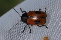 Cryptocephalus bipunctatus