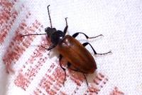 Megischia curvipes