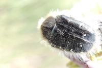 Tropinota hirta