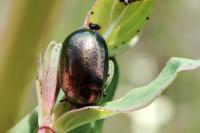 Chrysolina hyperici
