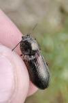 Selatosomus latus