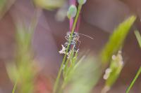 Oedemera flavipes