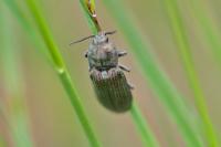 Selatosomus latus