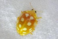 Halyzia sedecimguttata