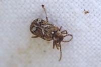 Ptinomorphus imperialis