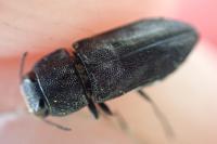 Anthaxia