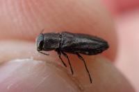 Anthaxia
