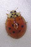 Harmonia axyridis