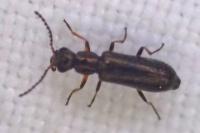 Dasytes croceipes
