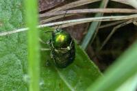 Cryptocephalus