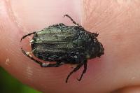 Tropinota squalida