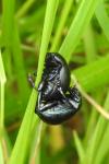Timarcha goettingensis