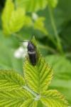 Cidnopus pilosus