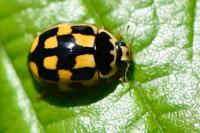 Propylea quatuordecimpunctata