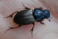 Melinopterus prodromus