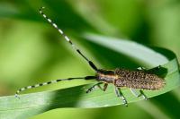 Agapanthia villosoviridescens