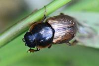 Melinopterus prodromus