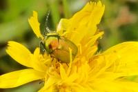 Cryptocephalus