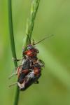Cantharis rustica