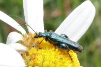 Oedemera nobilis