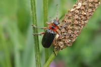 Cantharis rustica