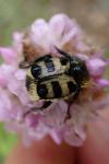 Trichius gallicus