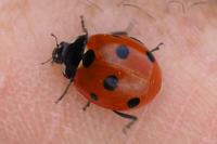 Coccinella septempunctata