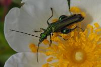 Oedemera nobilis