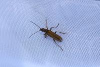 Oedemera flavipes