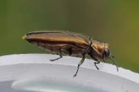 Agrilus