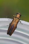 Agrilus