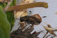 Agrilus