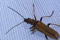 Oedemera flavipes