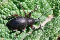 Otiorhynchus
