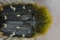 Tropinota hirta