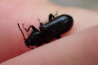 Enicopus ater
