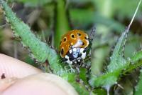 Anatis ocellata