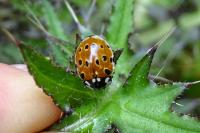 Anatis ocellata