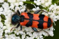 Trichodes alvearius
