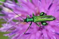 Oedemera nobilis