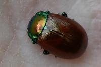 Chrysolina polita