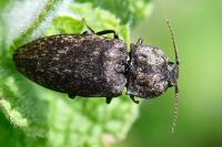 Agrypnus murinus