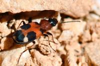 Callistus lunatus