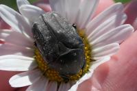 Netocia morio