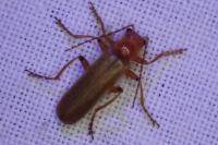 Cantharis cryptica