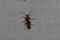 Cantharis cryptica