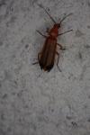 Rhagonycha fulva