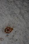 Vibidia duodecimguttata